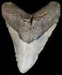 Huge, Megalodon Tooth - North Carolina #41154-1